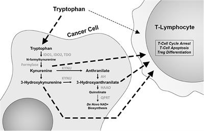 Amino Acid Oncometabolism and Immunomodulation of the Tumor Microenvironment in Lung Cancer